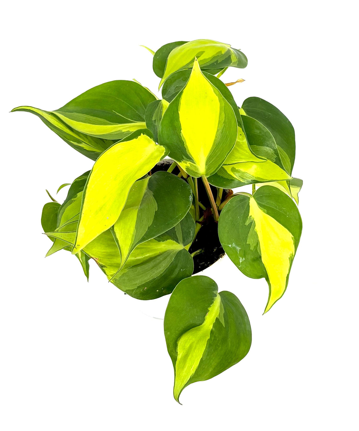 Philodendron Brasil, 4-Inch Pot