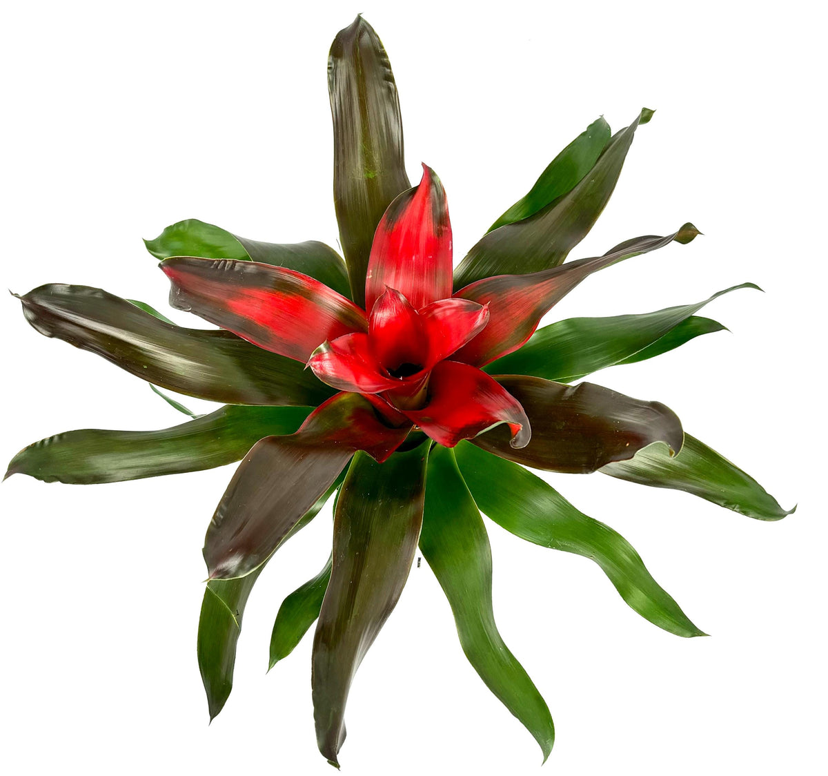 Neoregelia Medusa Bromeliad, 6-Inch Pot