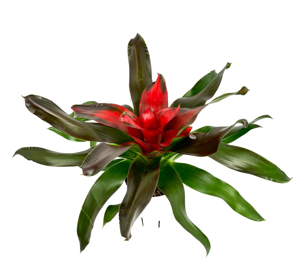 Neoregelia Medusa Bromeliad, 6-Inch Pot