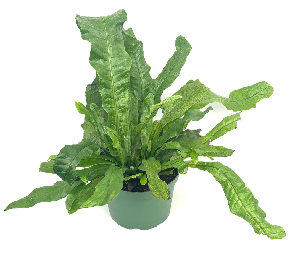 Crocodile Fern, 6-Inch Pot
