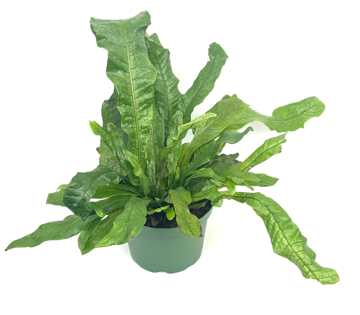 Crocodile Fern, 6-Inch Pot