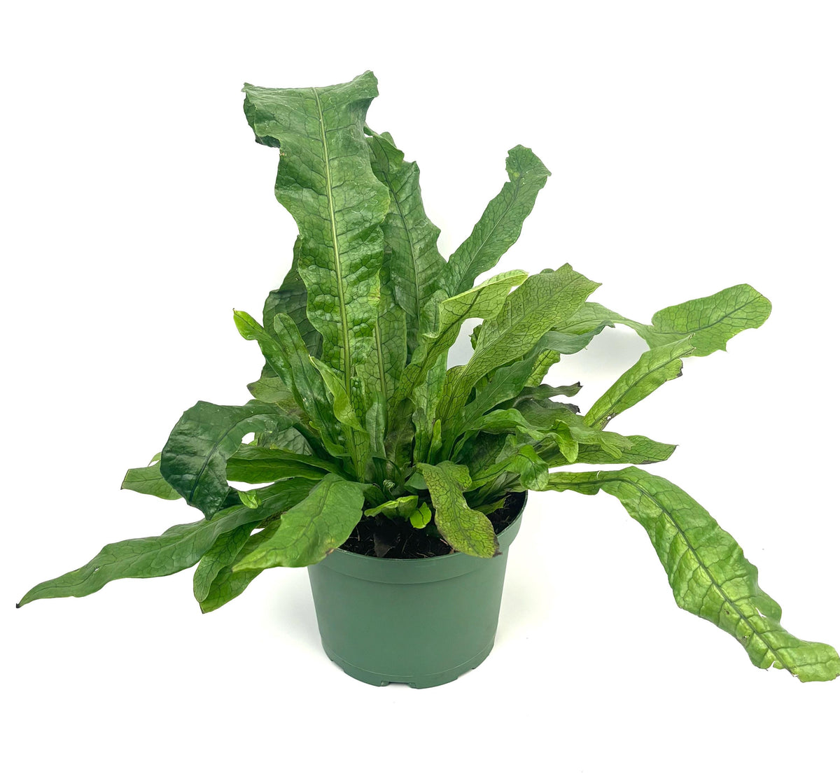 Crocodile Fern, 6-Inch Pot