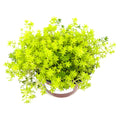 Overhead view of Sedum De Oro with dense yellow-green foliage and spreading stems in a nursery pot