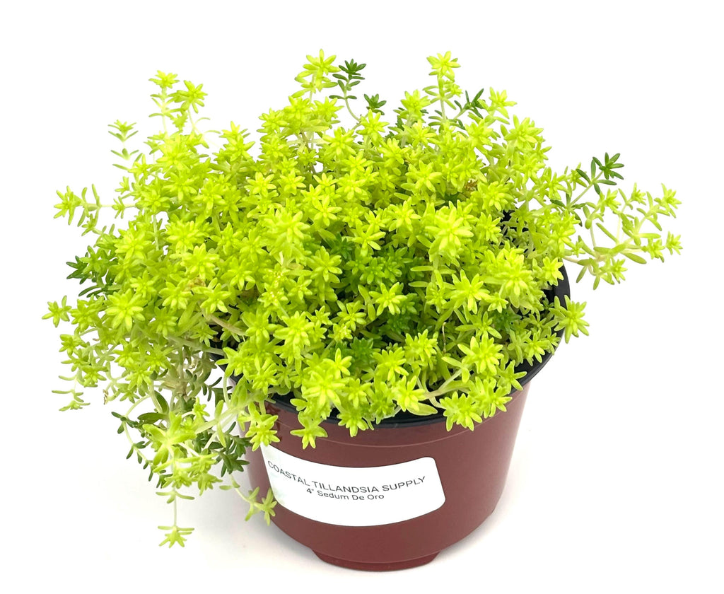 Angled view of Sedum De Oro golden stonecrop in a 4-inch plastic nursery pot