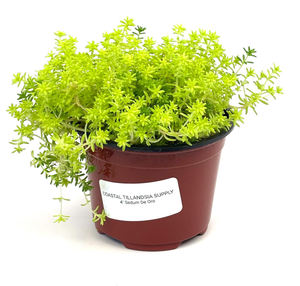 Front view of Sedum De Oro showing small golden-green leaves and trailing stems in a nursery pot