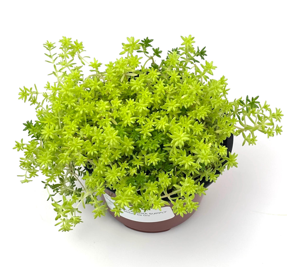 Top view of Sedum De Oro golden stonecrop showing its dense branching foliage