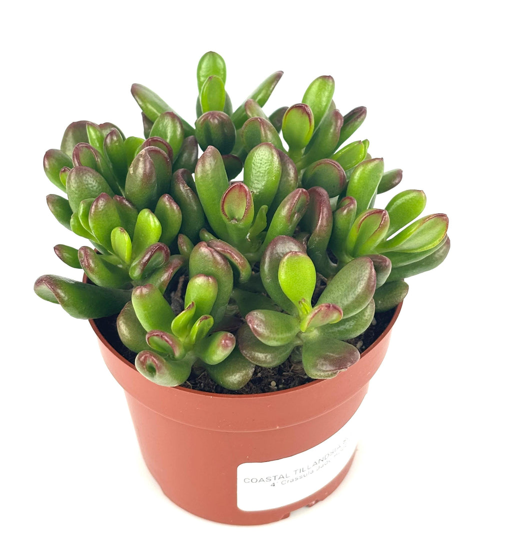 Hobbit Jade, 4-Inch Pot