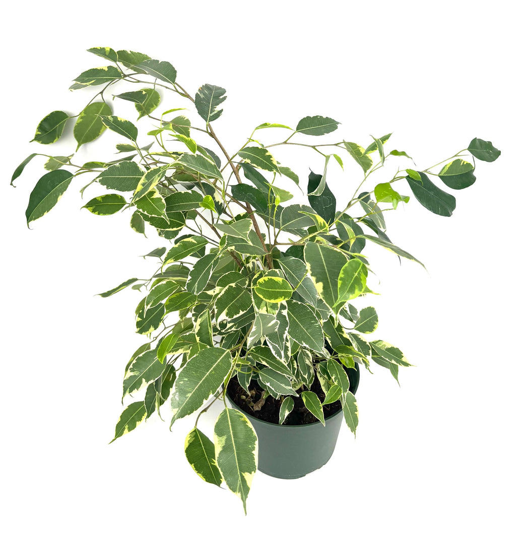Ficus benjamina Spearmint, 6-Inch Pot — original Etsy listing photo 1