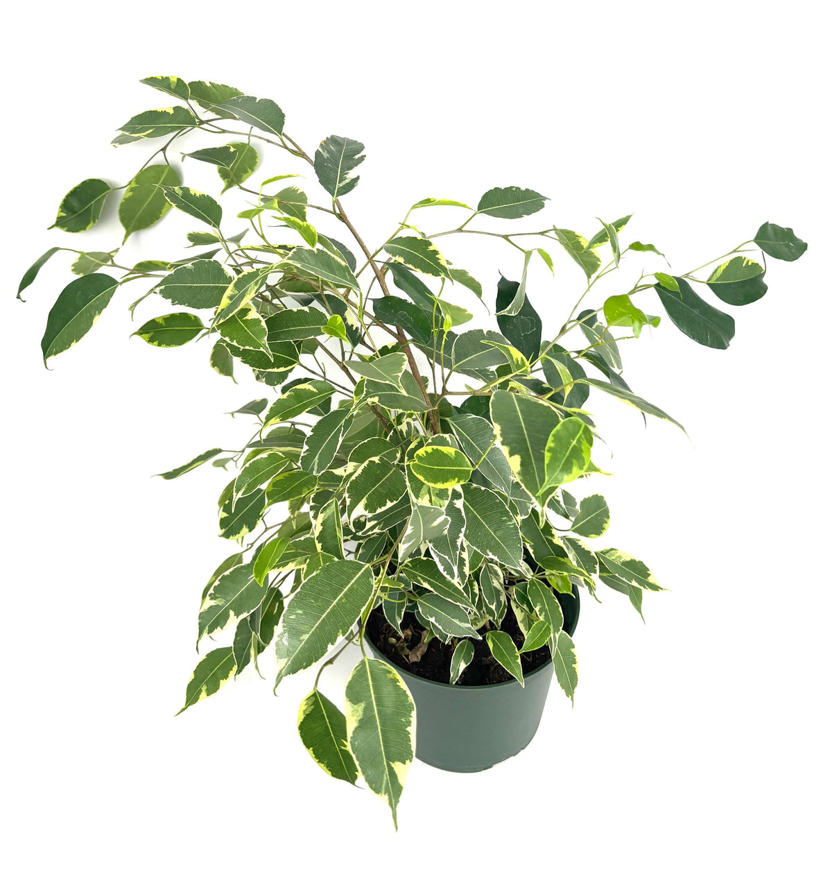 Ficus benjamina Spearmint, 6-Inch Pot — original Etsy listing photo 1