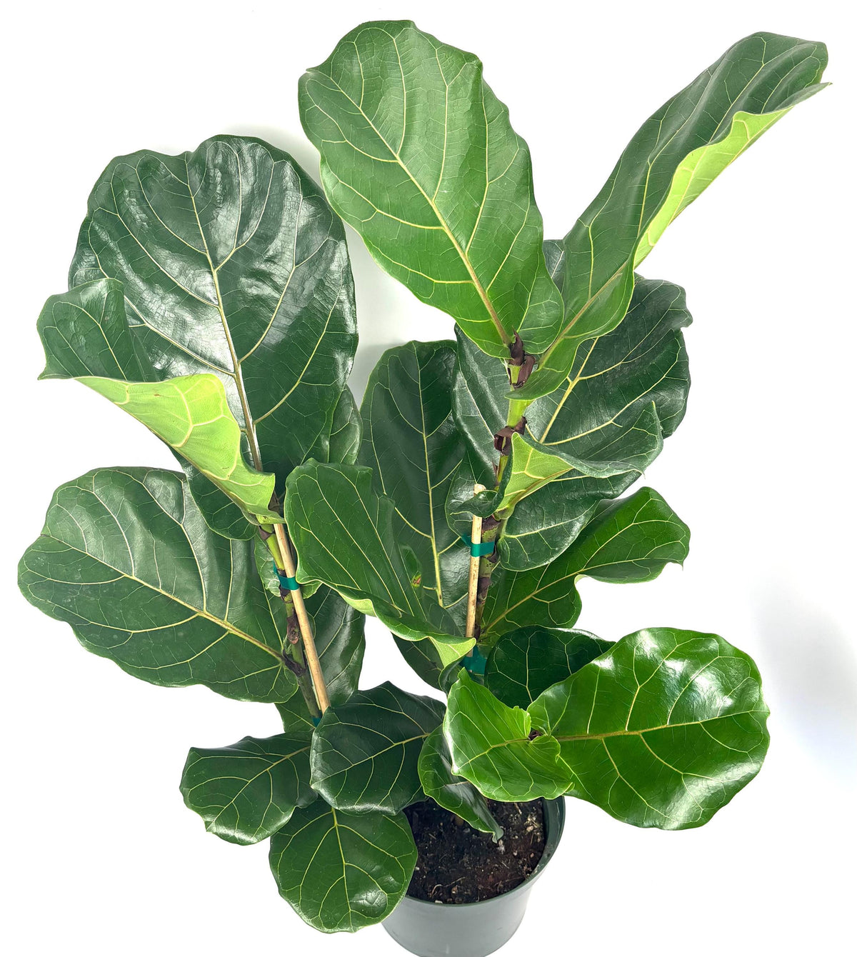 Ficus lyrata Bush (Fiddle-Leaf Fig), 8-Inch Pot