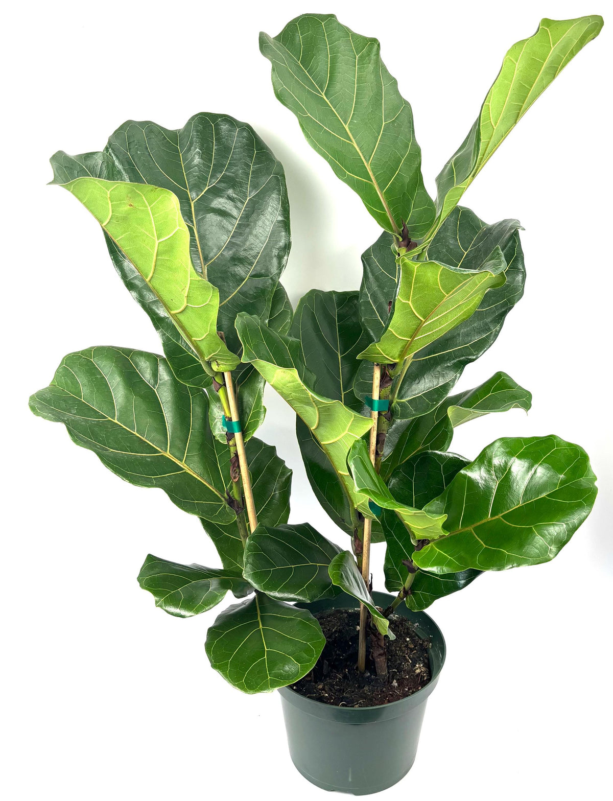 Ficus lyrata Bush (Fiddle-Leaf Fig), 8-Inch Pot