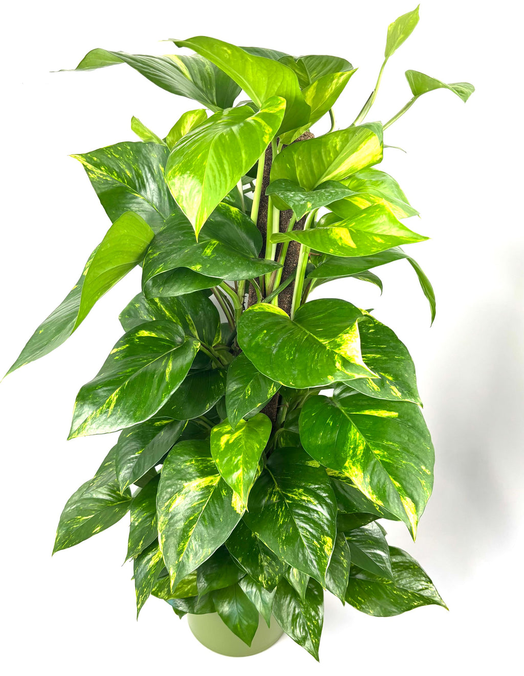 Golden Pothos XL, 8-Inch Pot with Moss Pole