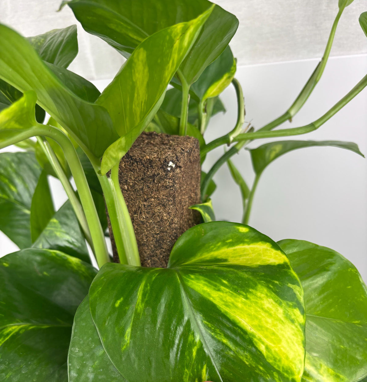 Golden Pothos XL, 8-Inch Pot with Moss Pole
