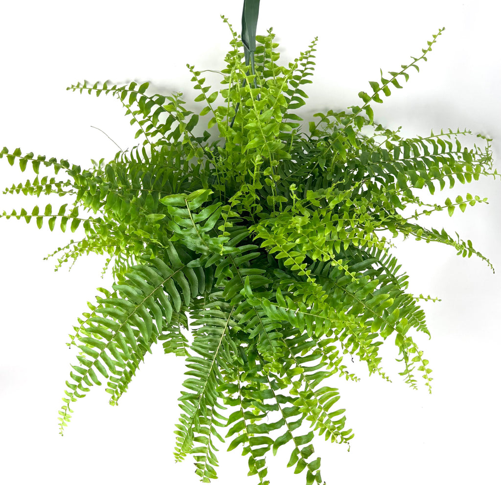 Boston Fern Nephrolepis exaltata, 6-Inch Hanging Pot