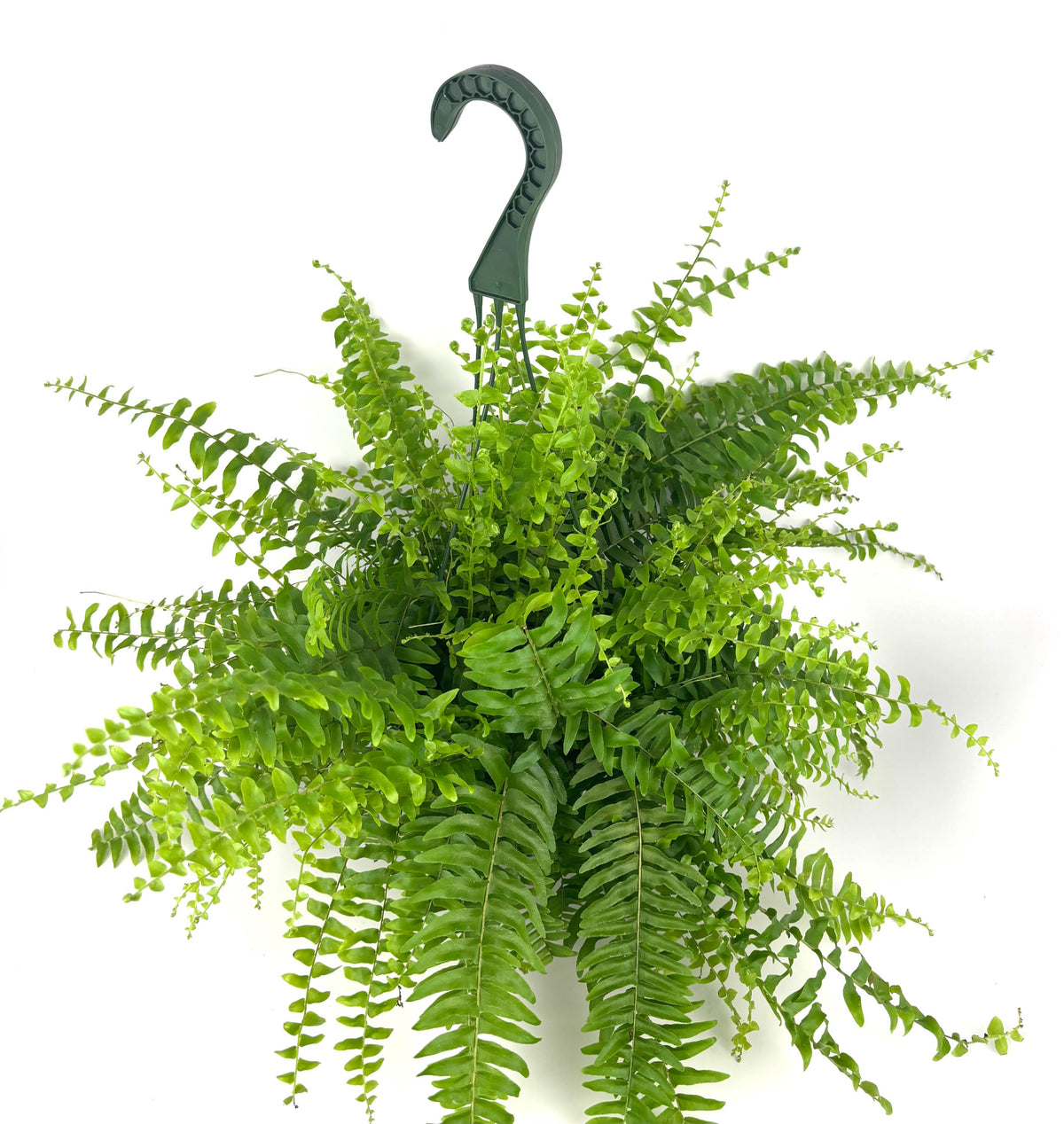 Boston Fern Nephrolepis exaltata, 6-Inch Hanging Pot