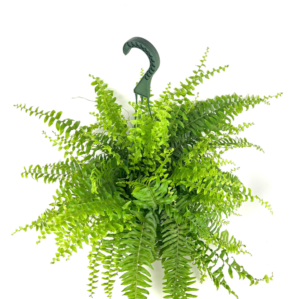 Boston Fern Nephrolepis exaltata, 6-Inch Hanging Pot