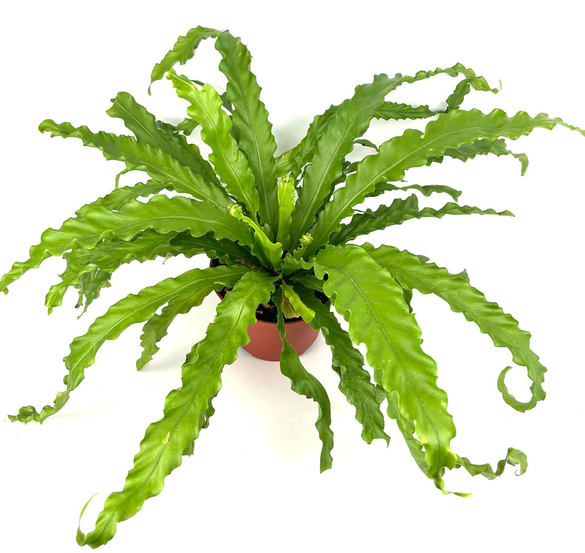 Victoria Bird’s Nest Fern, 6-Inch Pot — original Etsy listing photo 1