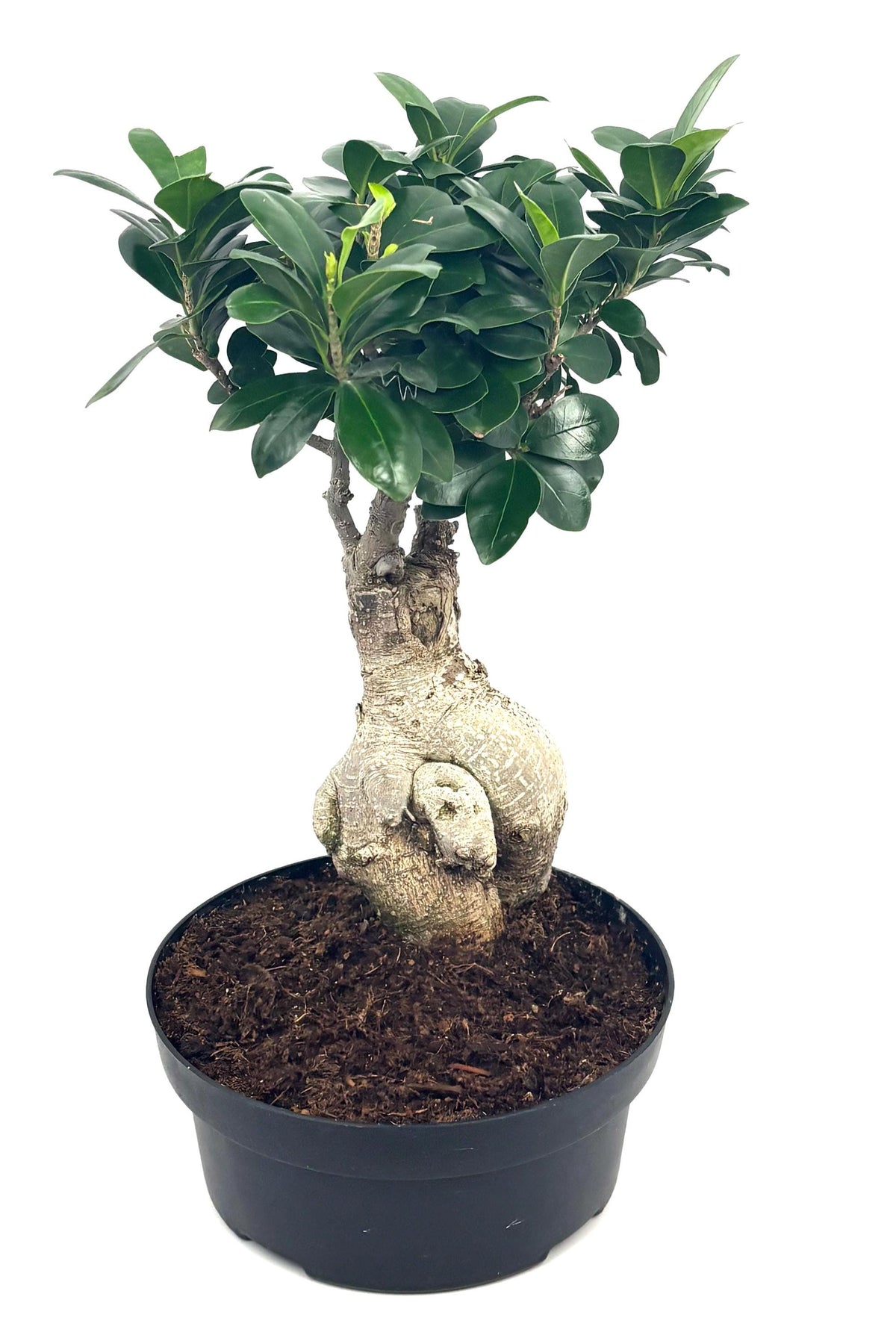 Ginseng Ficus Bonsai, 8-Inch Bonsai Pot