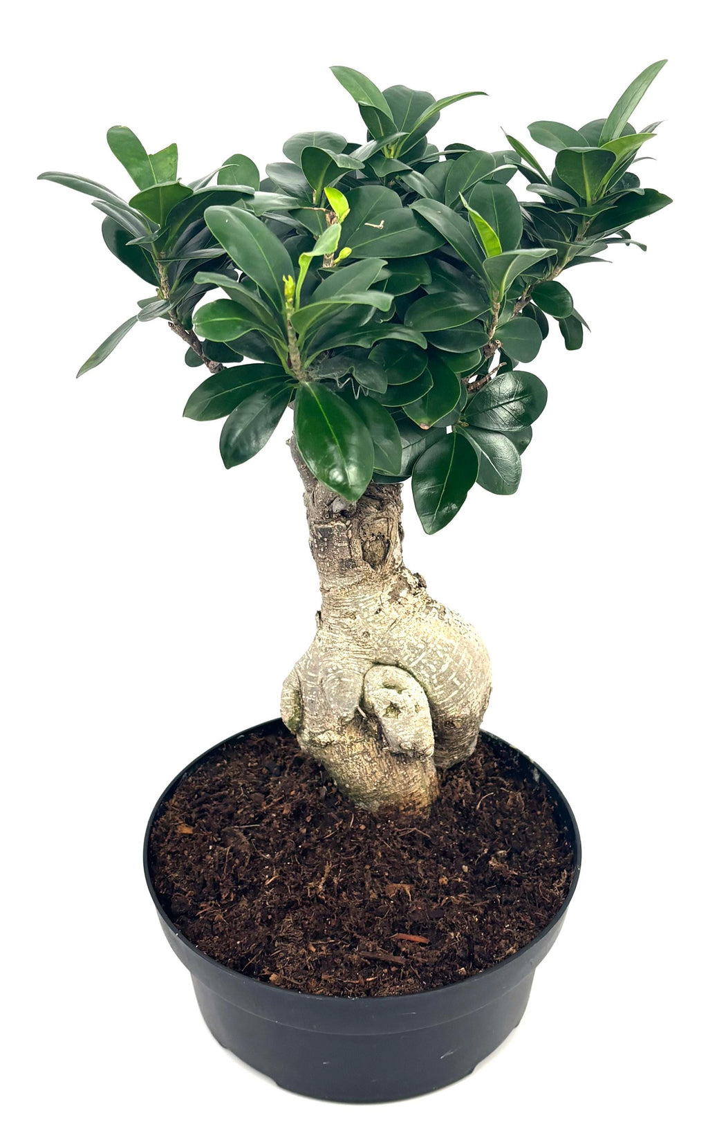 Ginseng Ficus Bonsai, 8-Inch Bonsai Pot