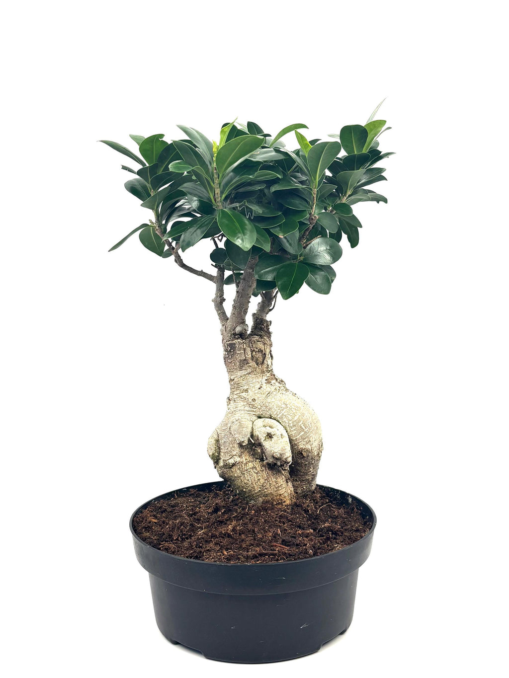 Ginseng Ficus Bonsai, 8-Inch Bonsai Pot