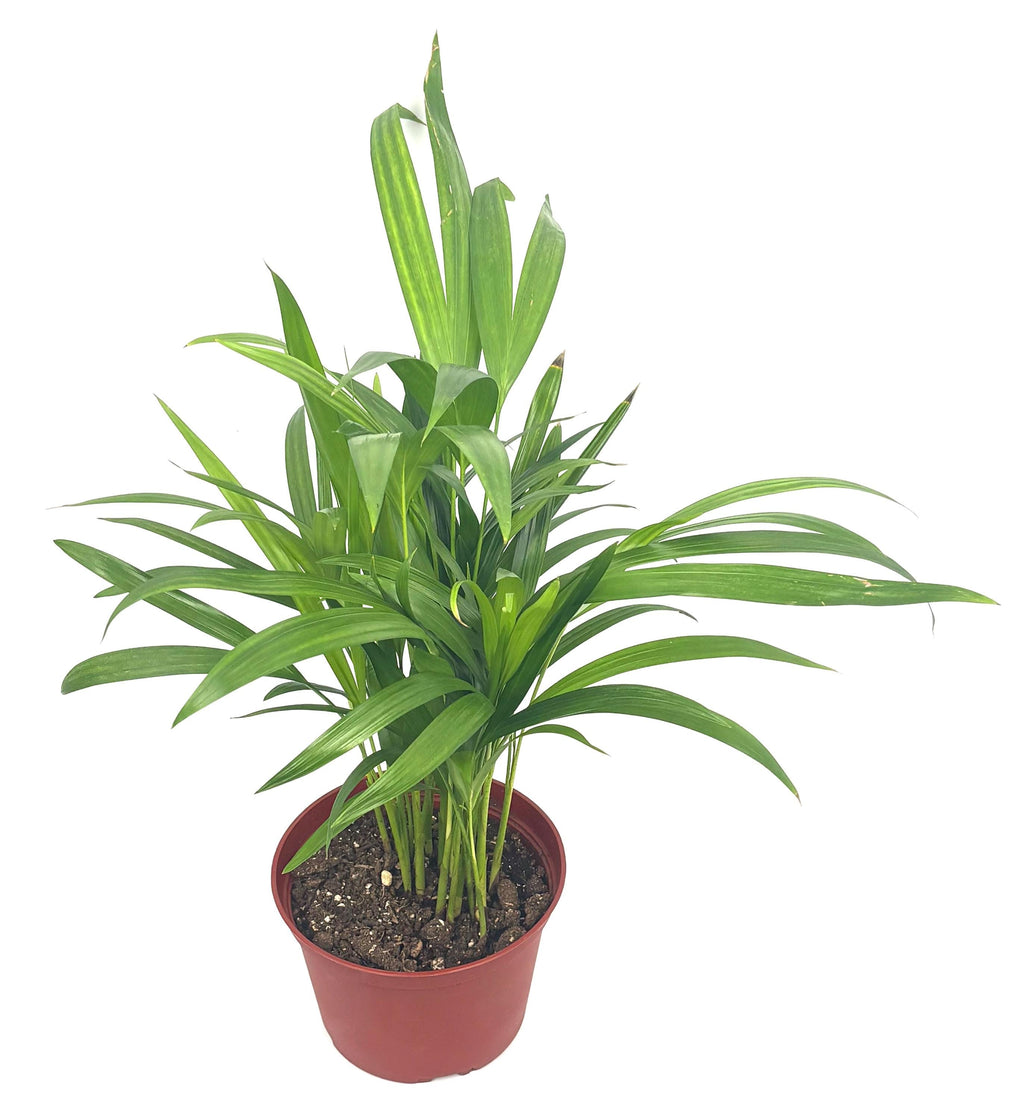 Areca Palm, 6-Inch Pot