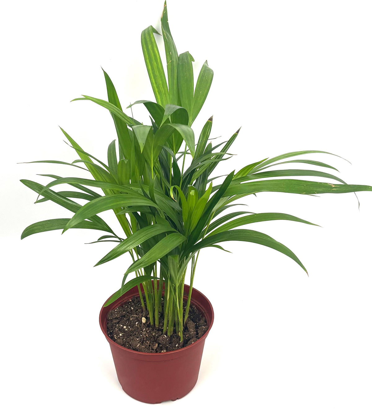 Areca Palm, 6-Inch Pot