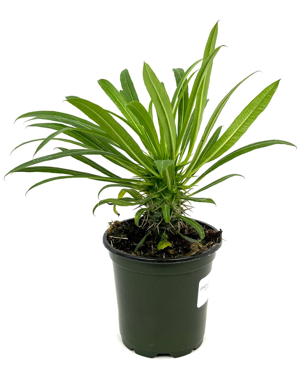Madagascar Palm Pachypodium lamerei, 4-Inch Pot