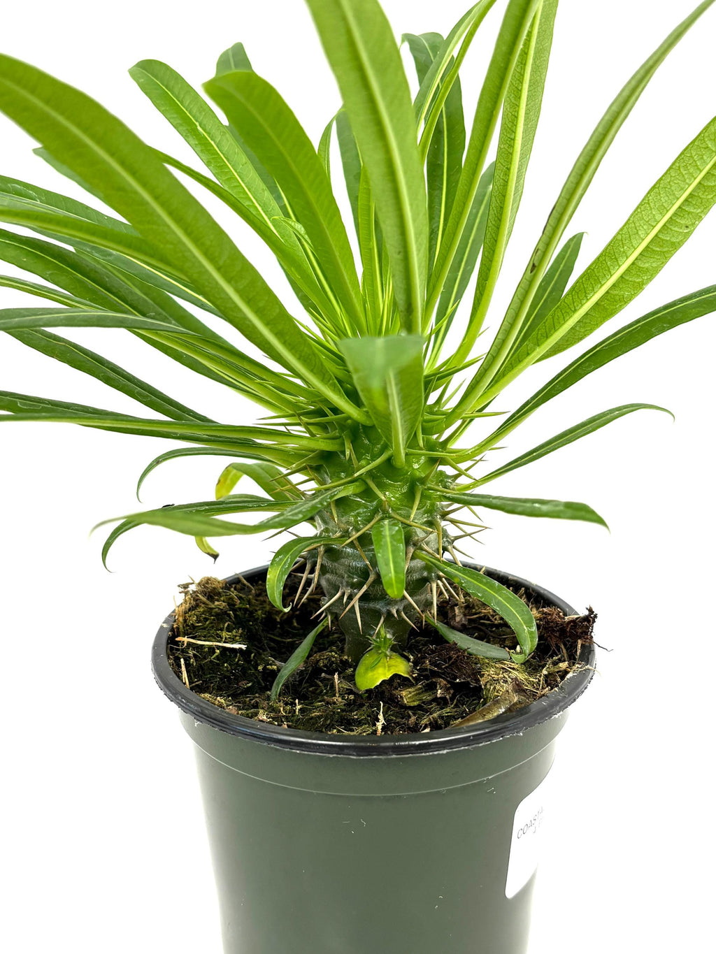 Madagascar Palm Pachypodium lamerei, 4-Inch Pot