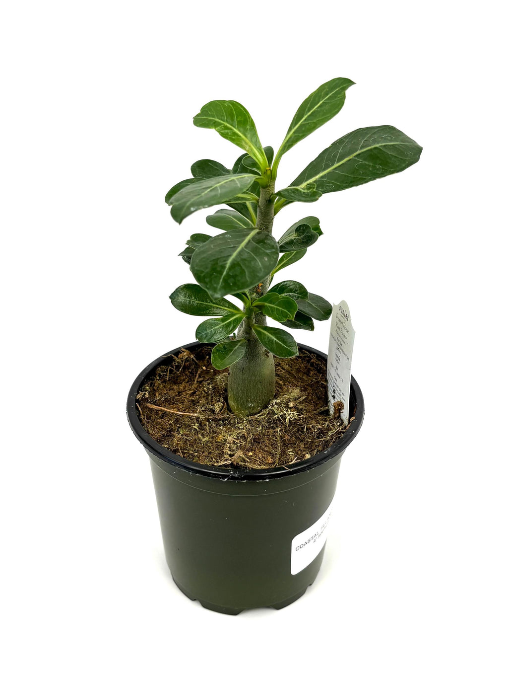 Desert Rose Adenium Obesum Succulent Tree, 4" Pot