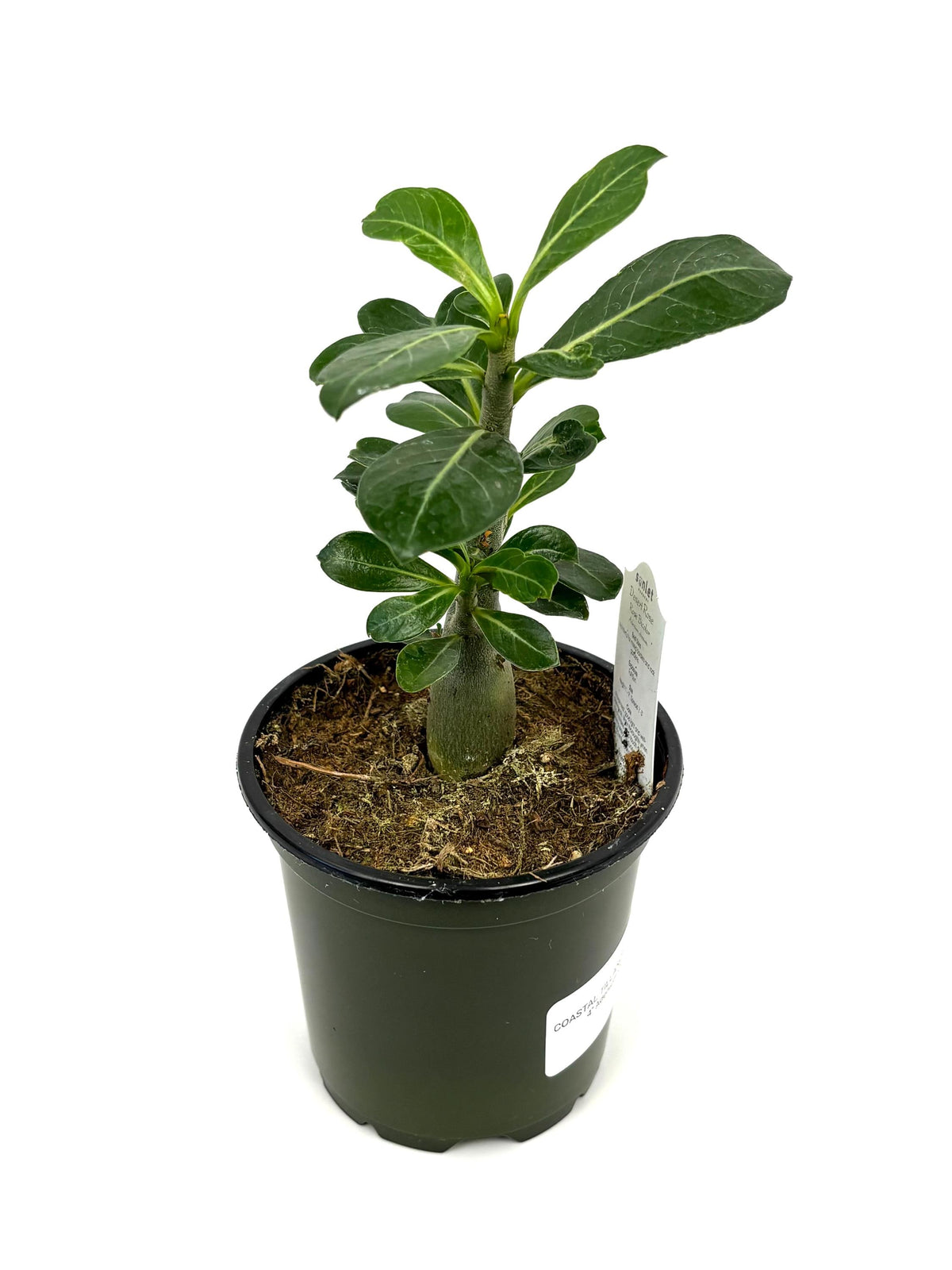 Desert Rose Adenium Obesum Succulent Tree, 4" Pot