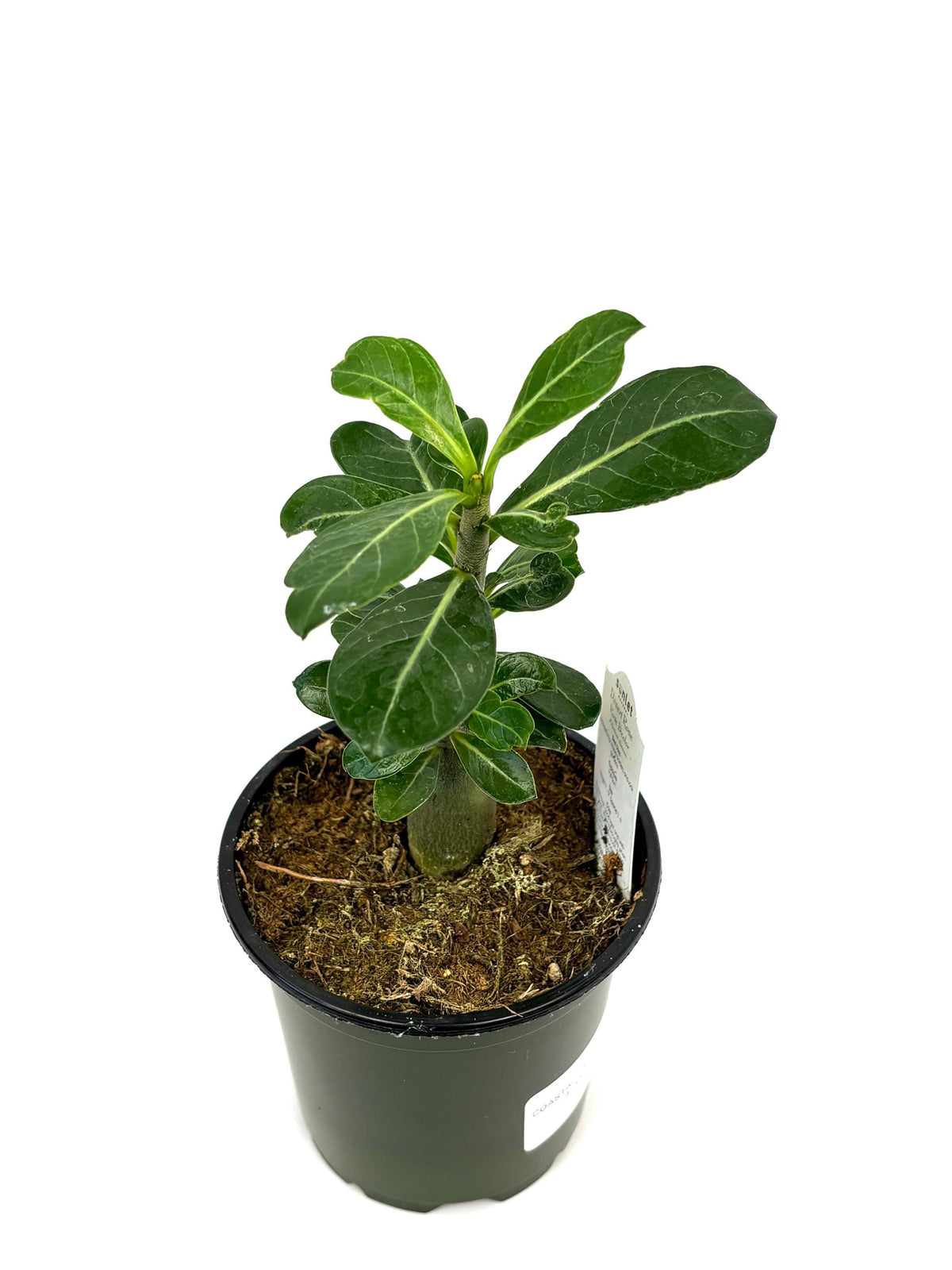 Desert Rose Adenium Obesum Succulent Tree, 4" Pot