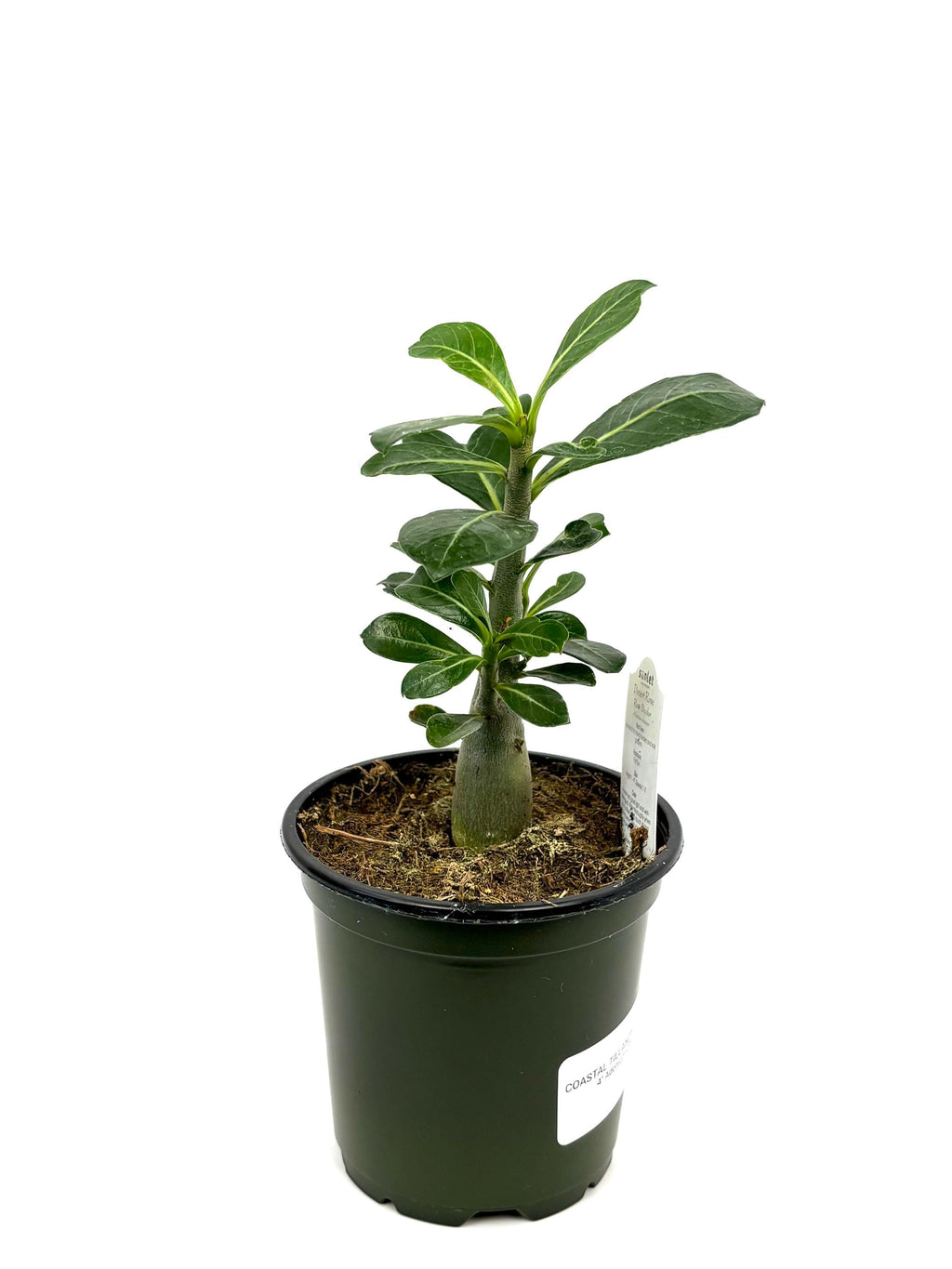Desert Rose Adenium Obesum Succulent Tree, 4" Pot