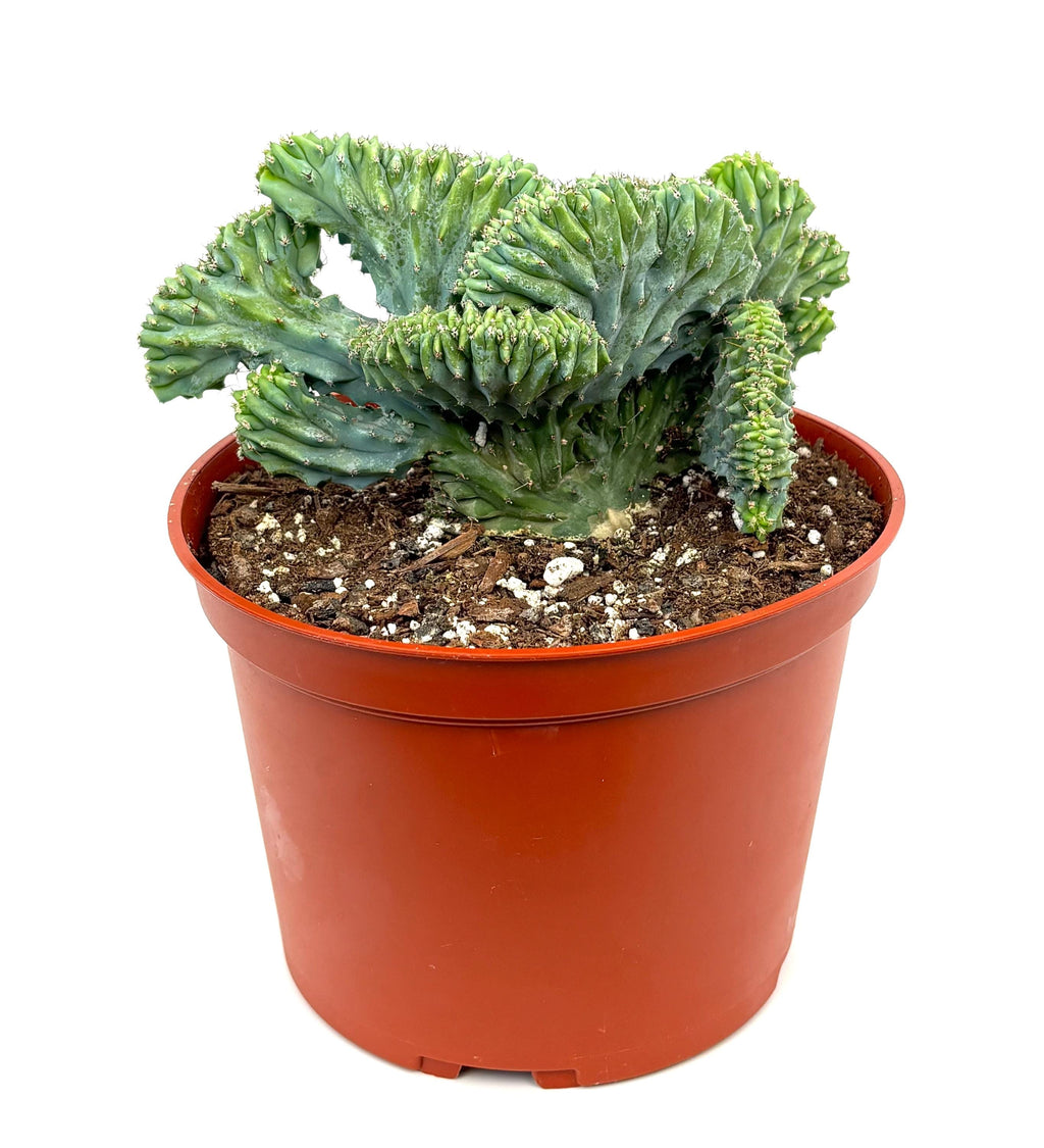Crested Blue Candle Cactus Myrtillocactus Geometrizans Cristata, 6" Pot