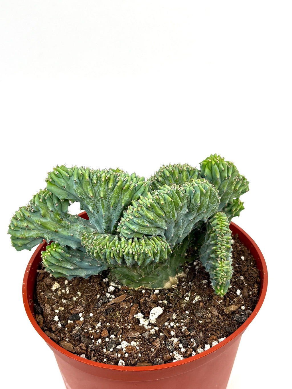 Crested Blue Candle Cactus Myrtillocactus Geometrizans Cristata, 6" Pot