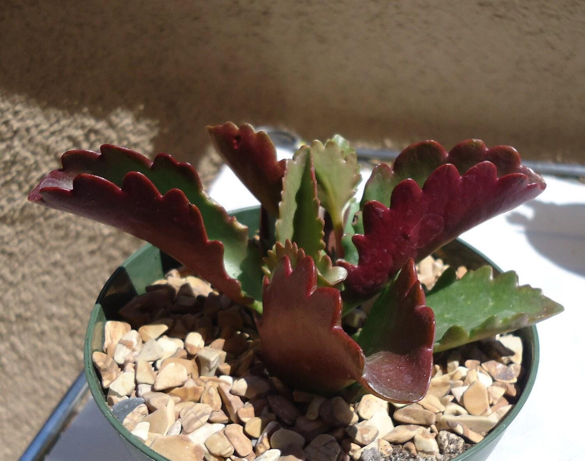 Kalanchoe Longiflora Coccinea