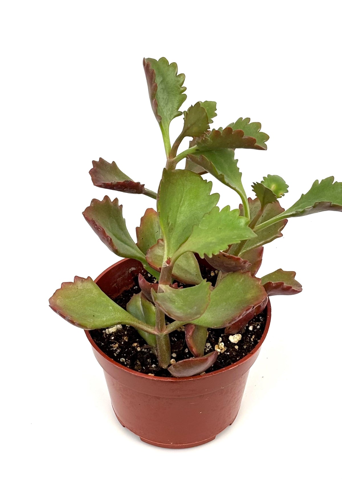 Kalanchoe Longiflora Coccinea