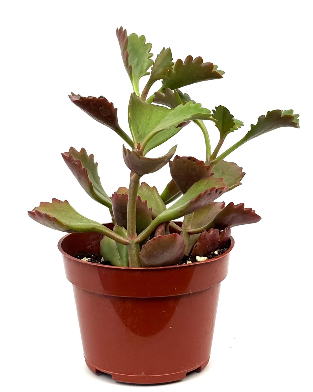 Kalanchoe Longiflora Coccinea