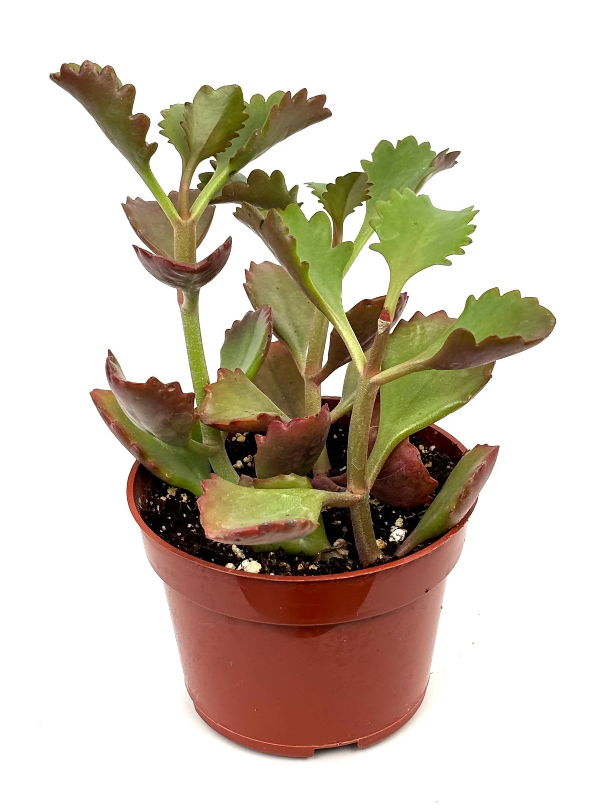 Kalanchoe Longiflora Coccinea