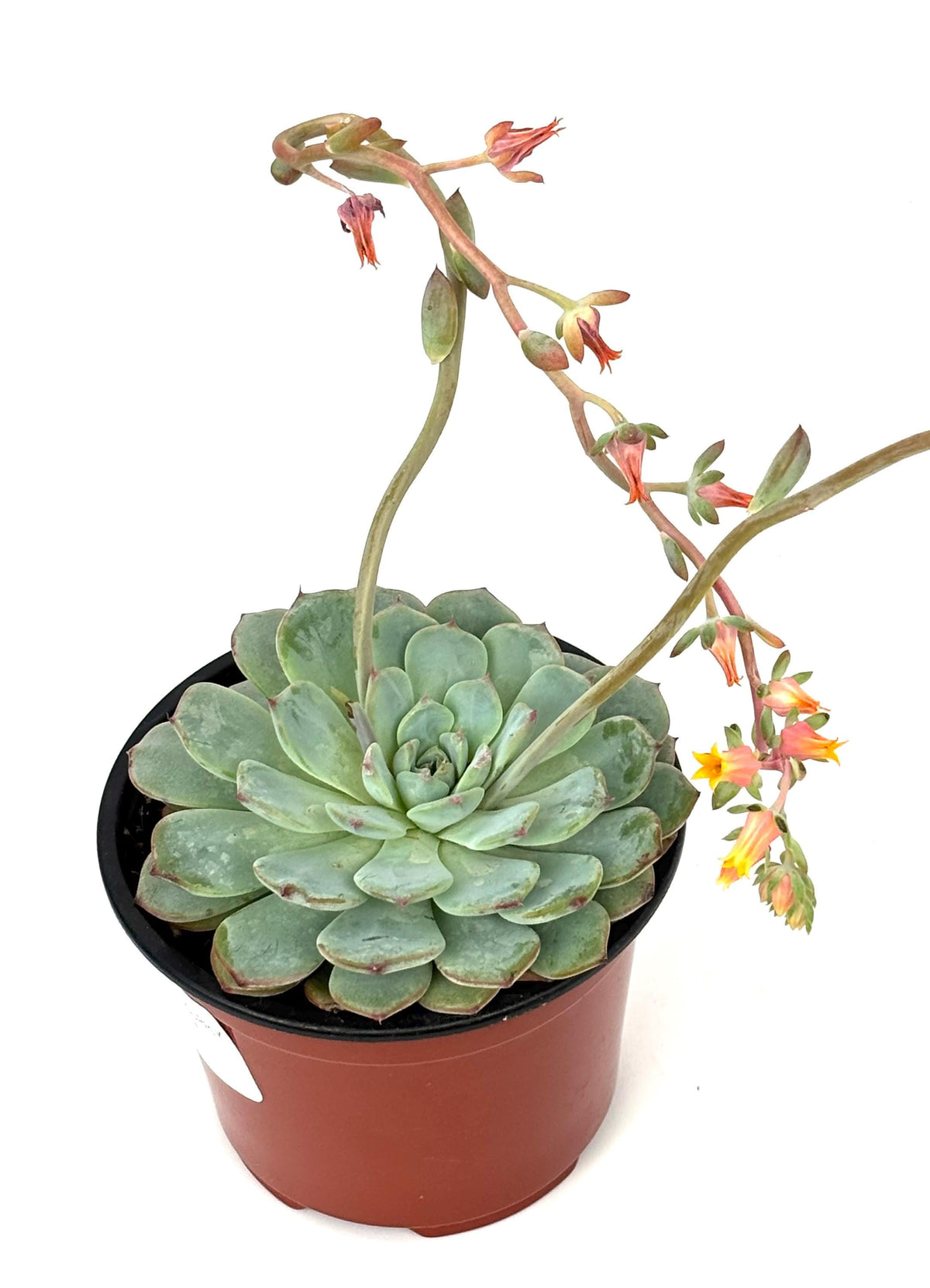 Echeveria Minima Bella with flowers
