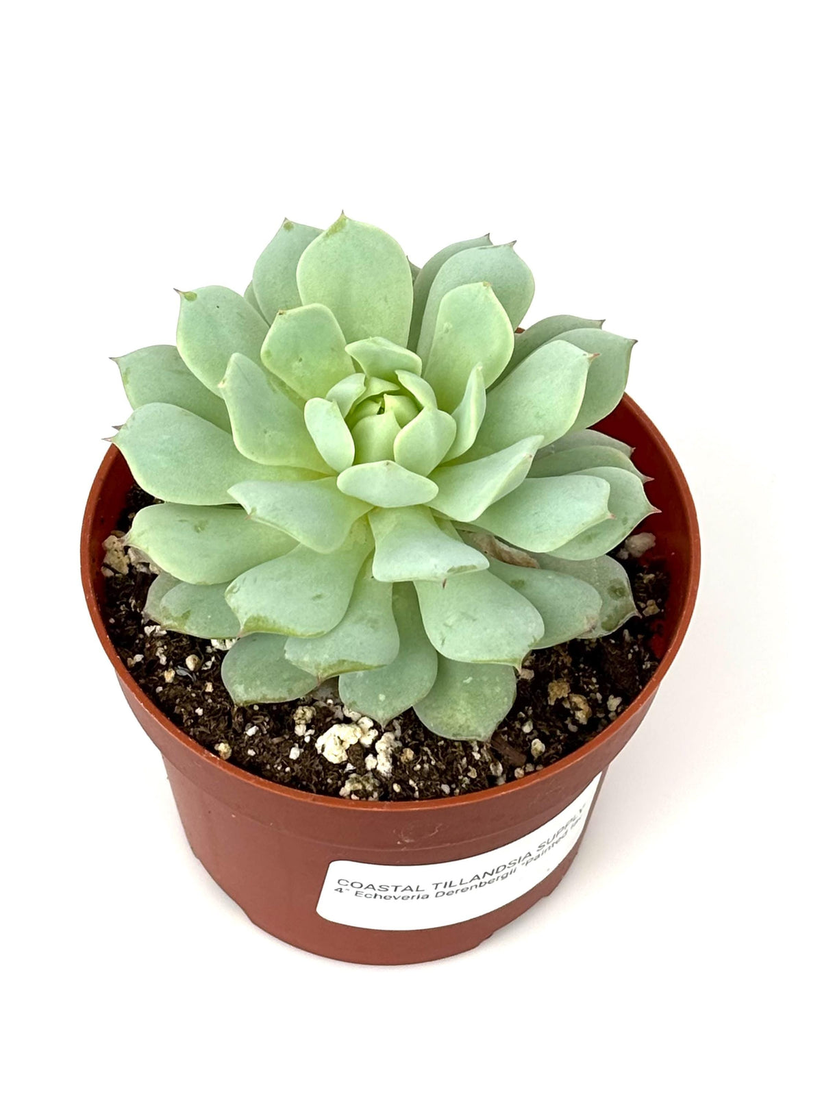 Echeveria Derenbergii Painted Lady Succulents