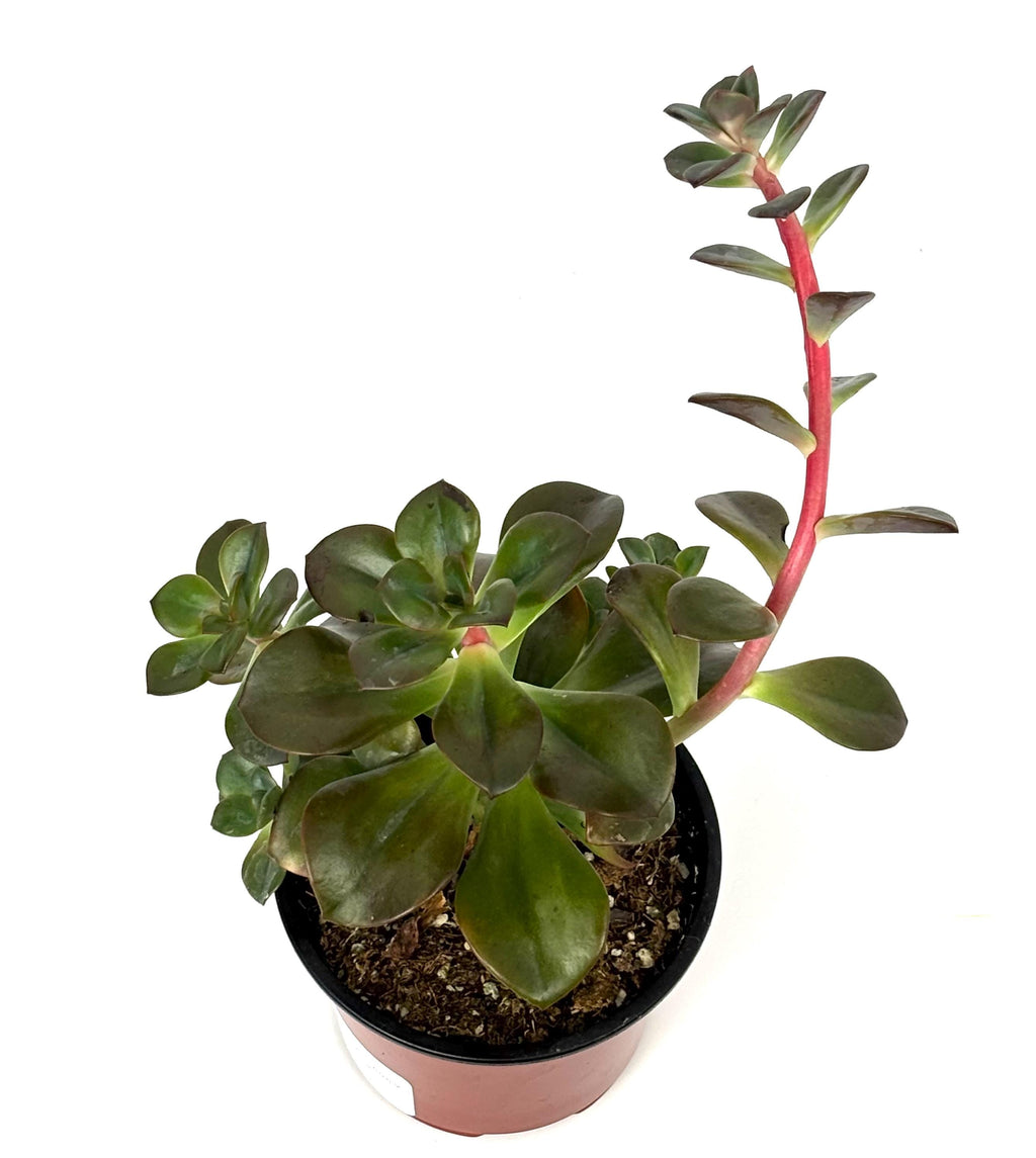 Echeveria Chroma Succulents