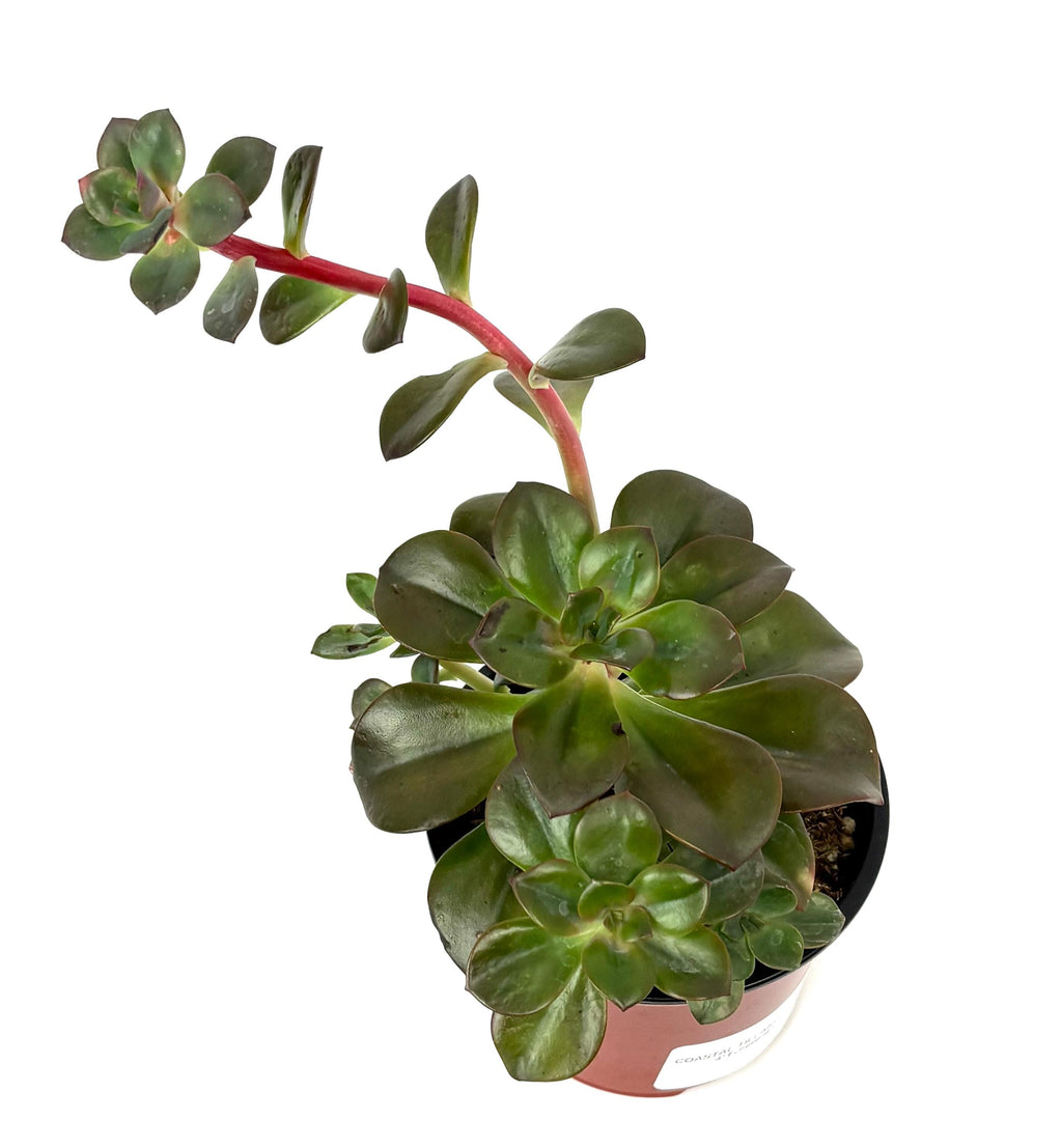 Echeveria Chroma Succulents