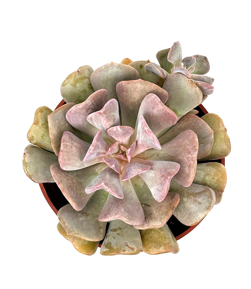Echeveria Cubic Frost, 4-Inch Pot