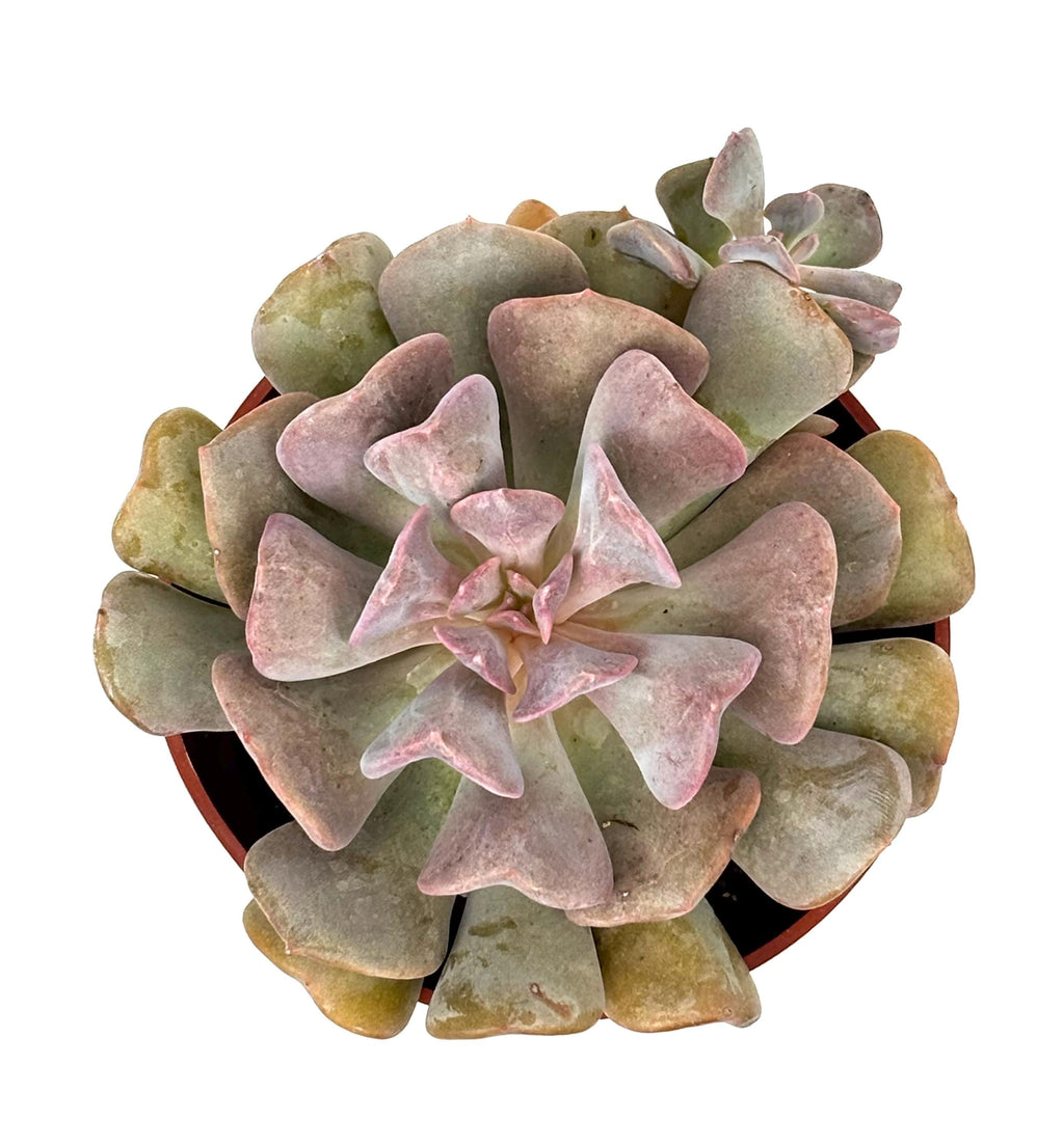 Echeveria Cubic Frost, 4-Inch Pot