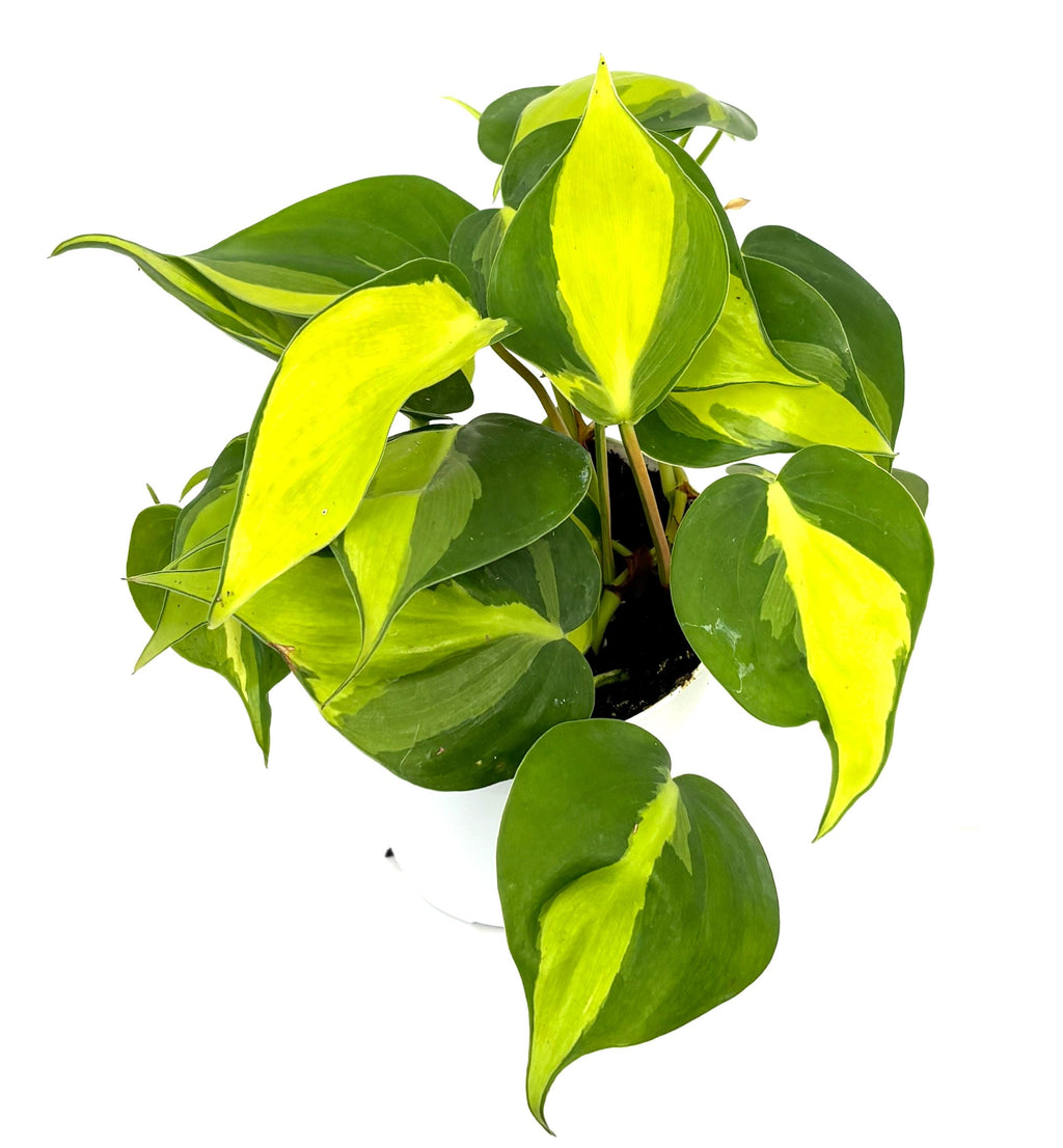 Philodendron Brasil, 4-Inch Pot