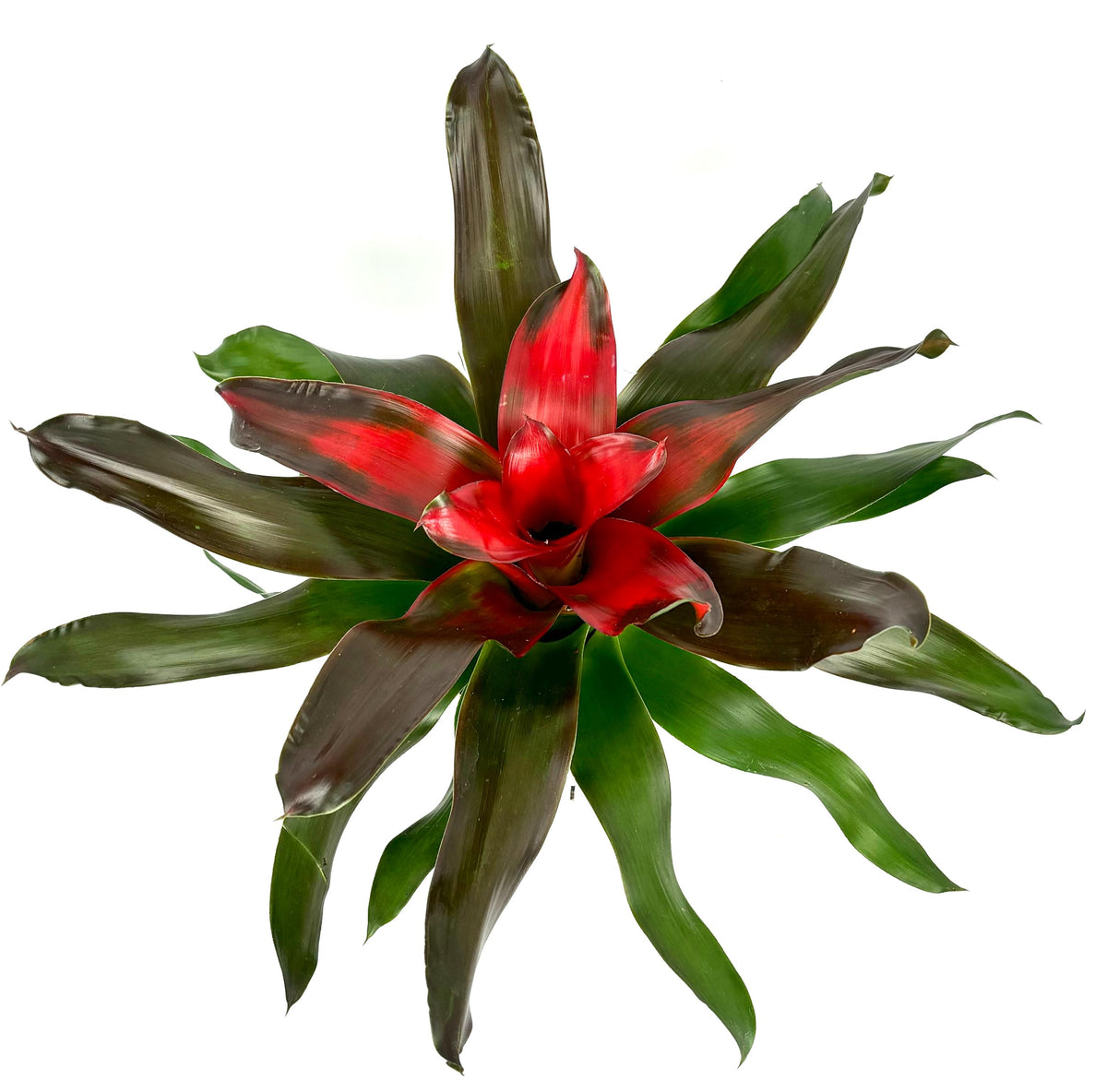 Neoregelia Medusa Bromeliad, 6-Inch Pot