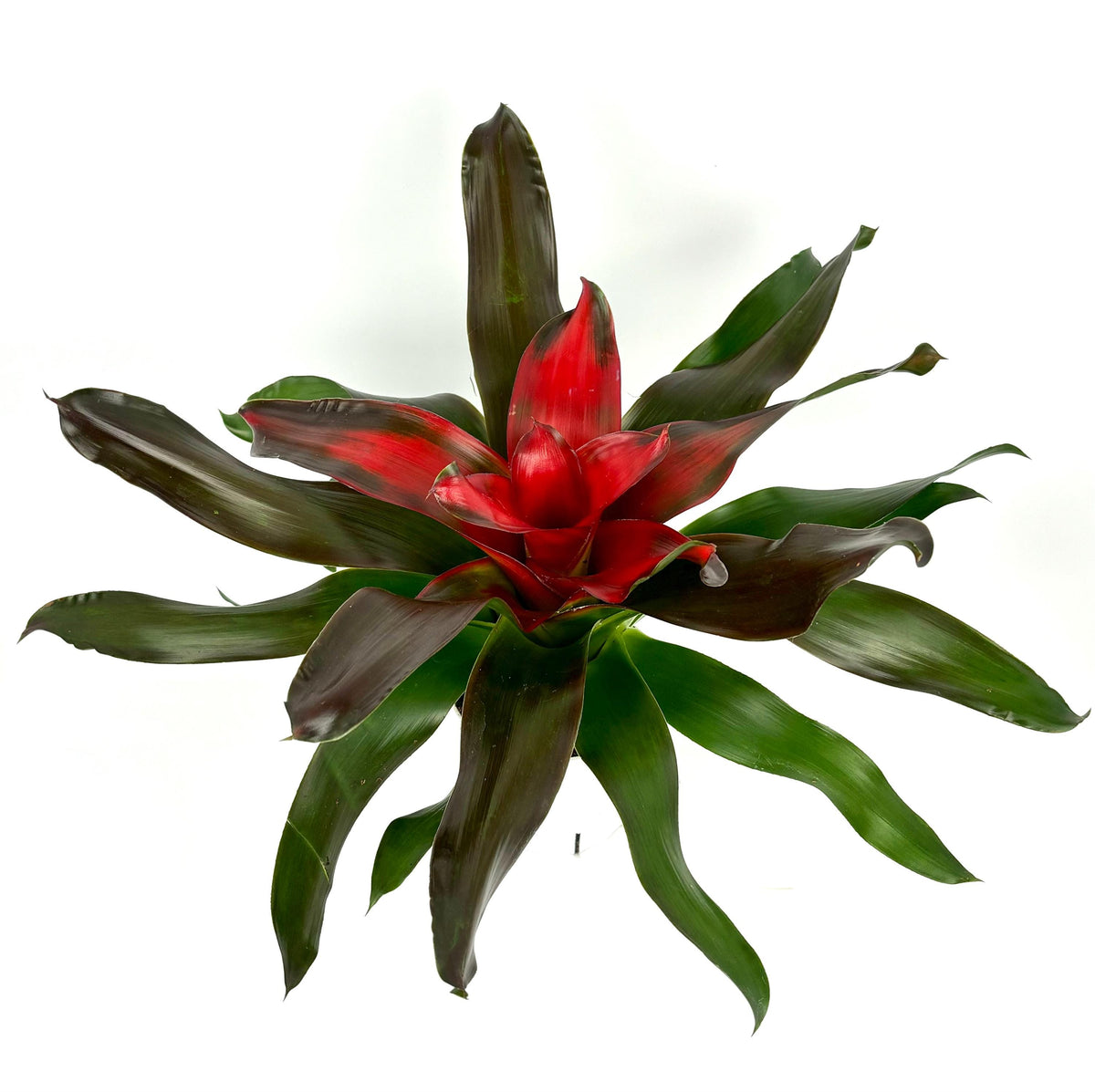 Neoregelia Medusa Bromeliad, 6-Inch Pot