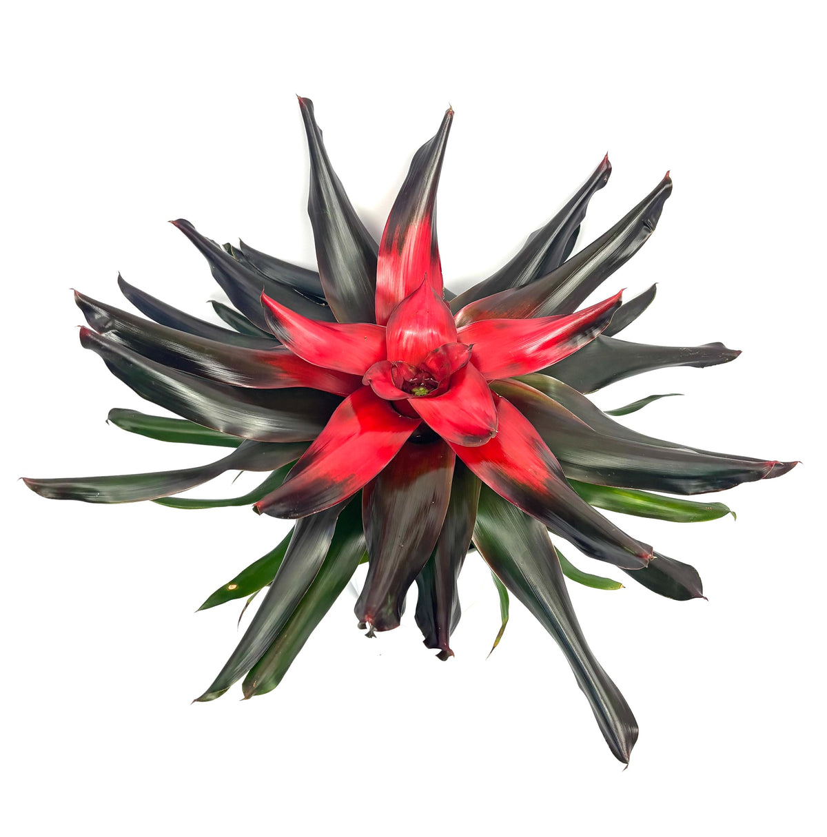 Neoregelia Medusa Bromeliad, 6-Inch Pot