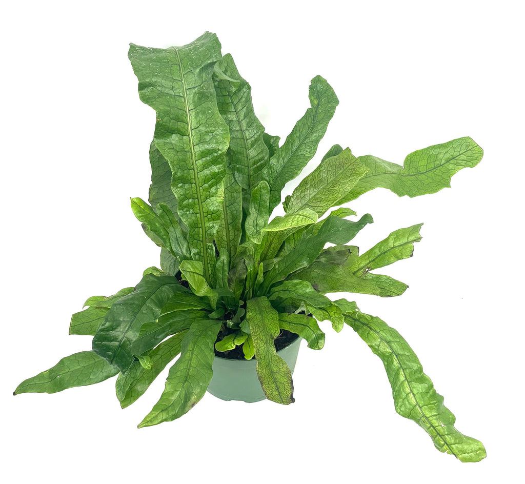 Crocodile Fern, 6-Inch Pot