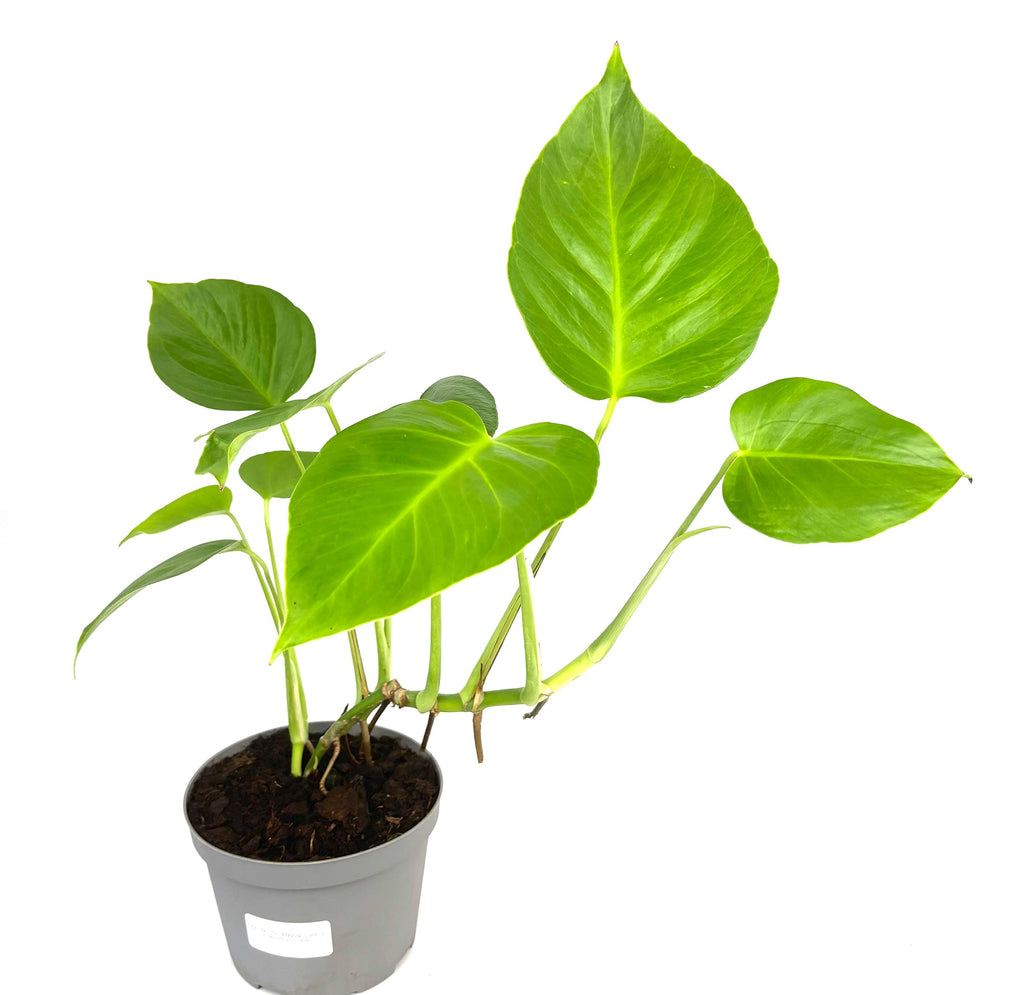 Monstera Sierrana, 6-Inch Pot